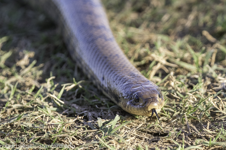 pantanal